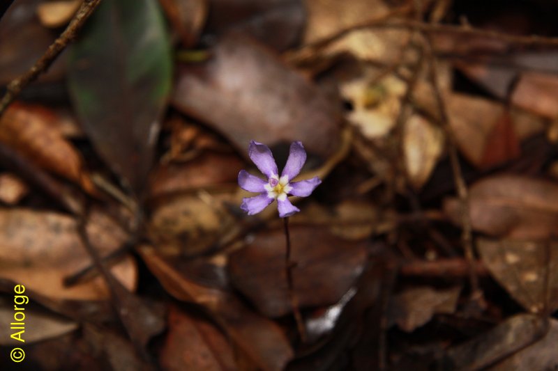 Iridaceae, Geosiris aphylla